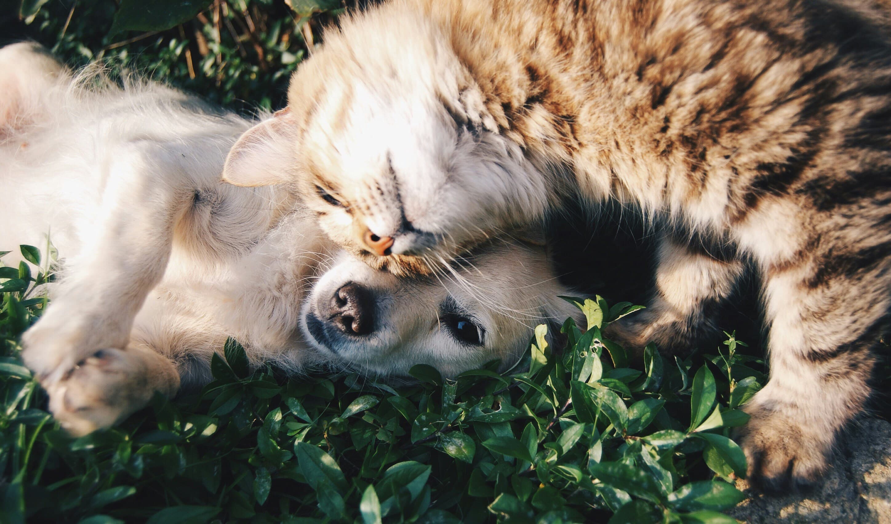 幸せに暮らす犬と猫