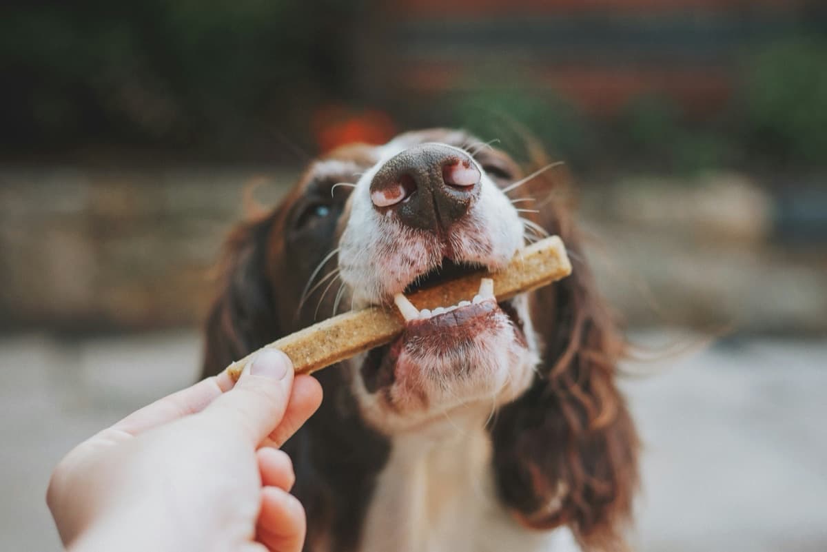 愛犬の歯磨きのやり方ガイド｜嫌がる子にも使えるステップ別しつけ法