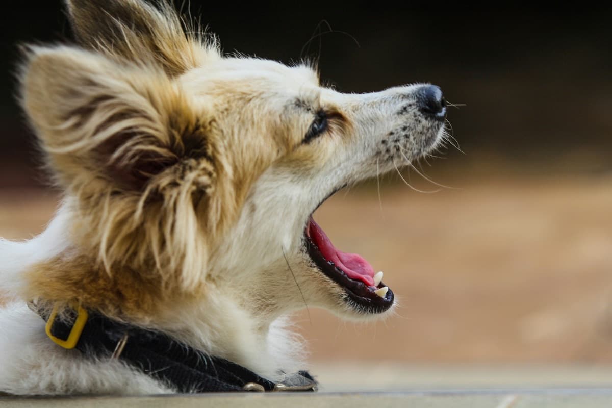 愛犬の吠え癖を直したい！無駄吠えの原因と今日からできるしつけ5選