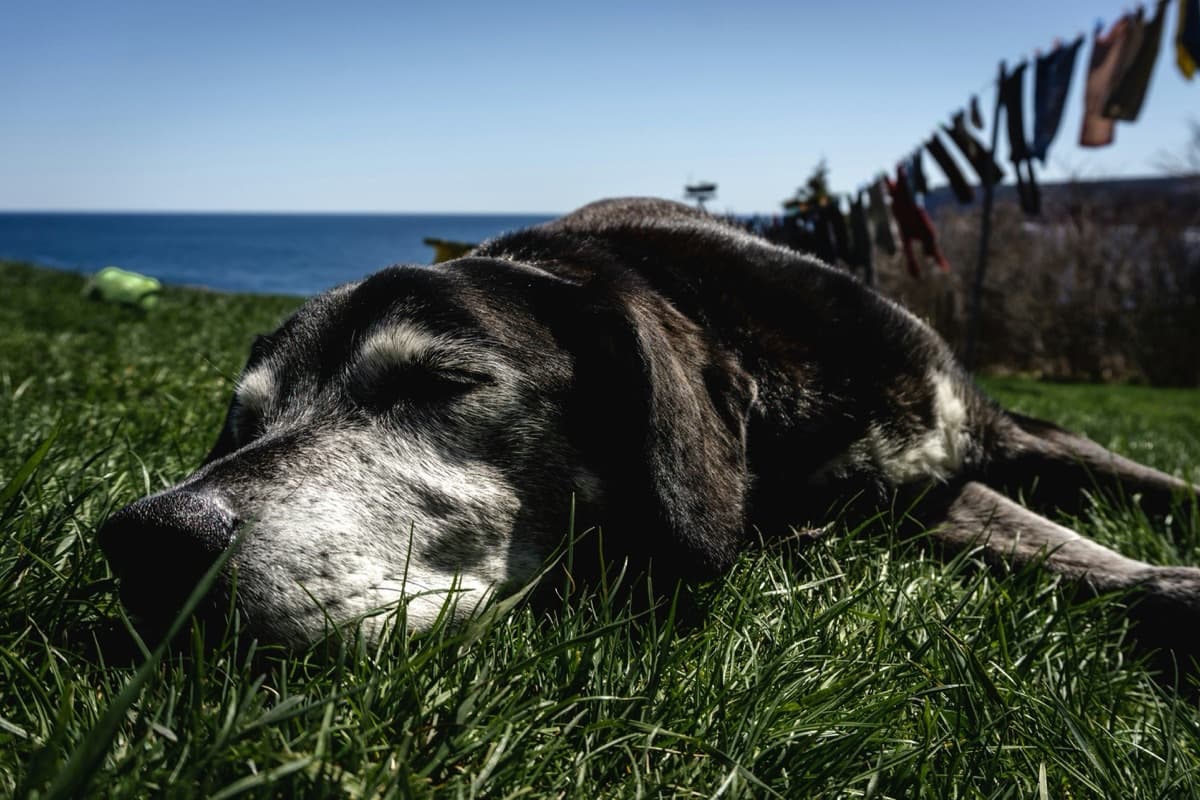 愛犬が夏バテ？見逃しやすい6つの症状と元気を取り戻す5つの対策