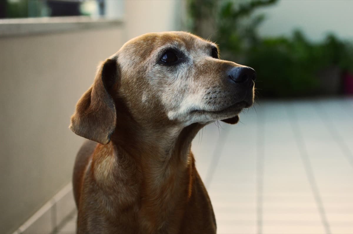 愛犬が老犬になったら要注意｜認知症による徘徊の原因と5つの対策