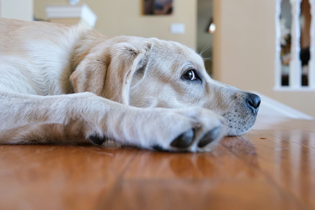愛犬の夏の留守番対策｜エアコン設定・室温管理と熱中症を防ぐ7つのポイント