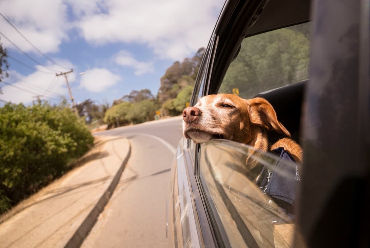 愛犬と夏旅行に行く前に！必要な持ち物リストと安全対策まとめ
