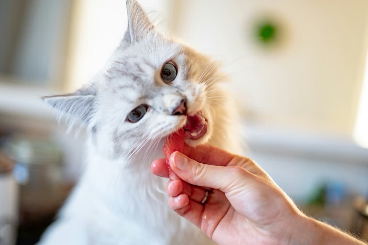愛猫の甘噛みをやめさせるには？噛む5つの理由と正しい対処法