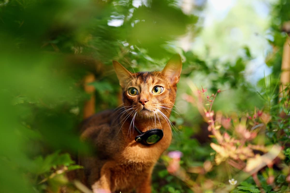 【2026年最新】愛猫用GPS首輪おすすめ5選｜最軽量35gモデルを徹底比較