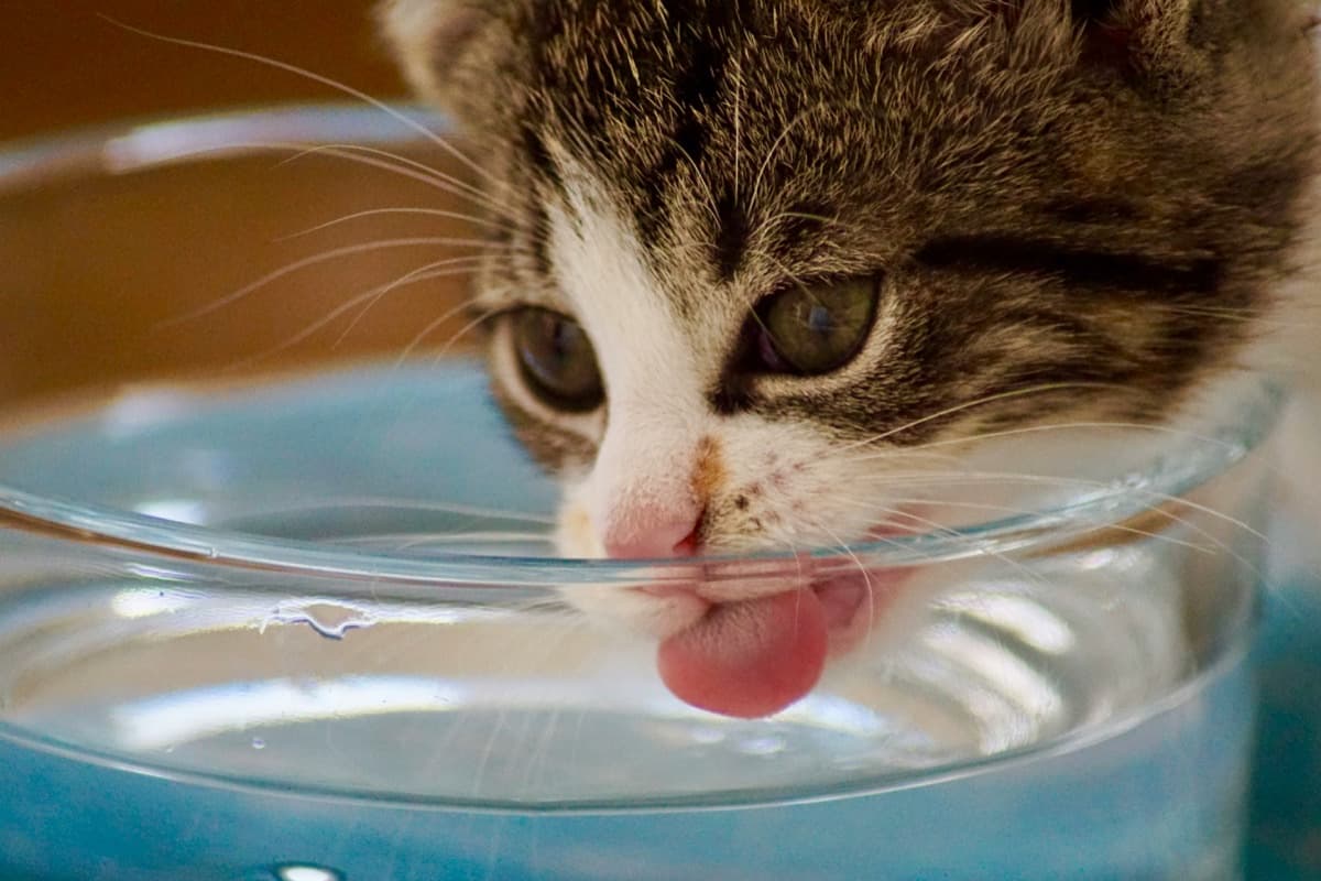 愛猫が水を飲まない！？飲水量を増やす7つの工夫と脱水のサイン