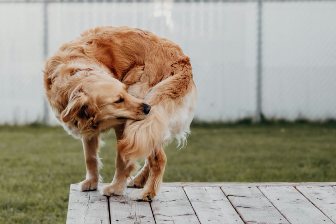 愛犬がしっぽを追いかけてくるくる回る!可愛いけど注意が必要な5つの理由