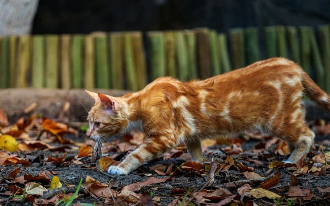 秋は愛猫の脱走が増える!?その理由と今すぐできる対策5選